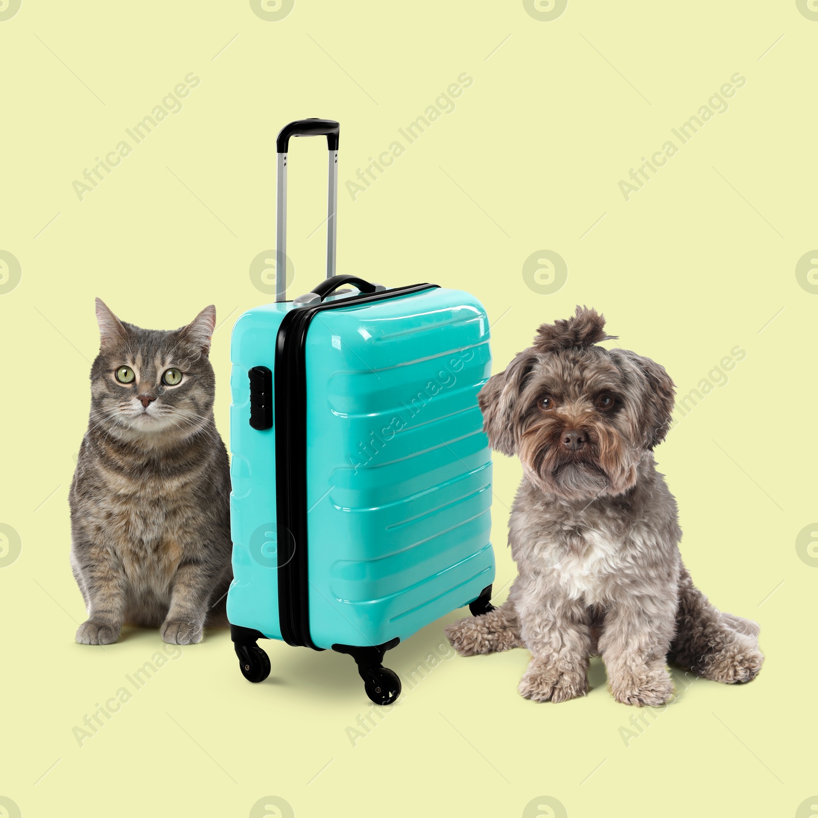 Image of Dog, cat and turquoise suitcase on pale yellow background