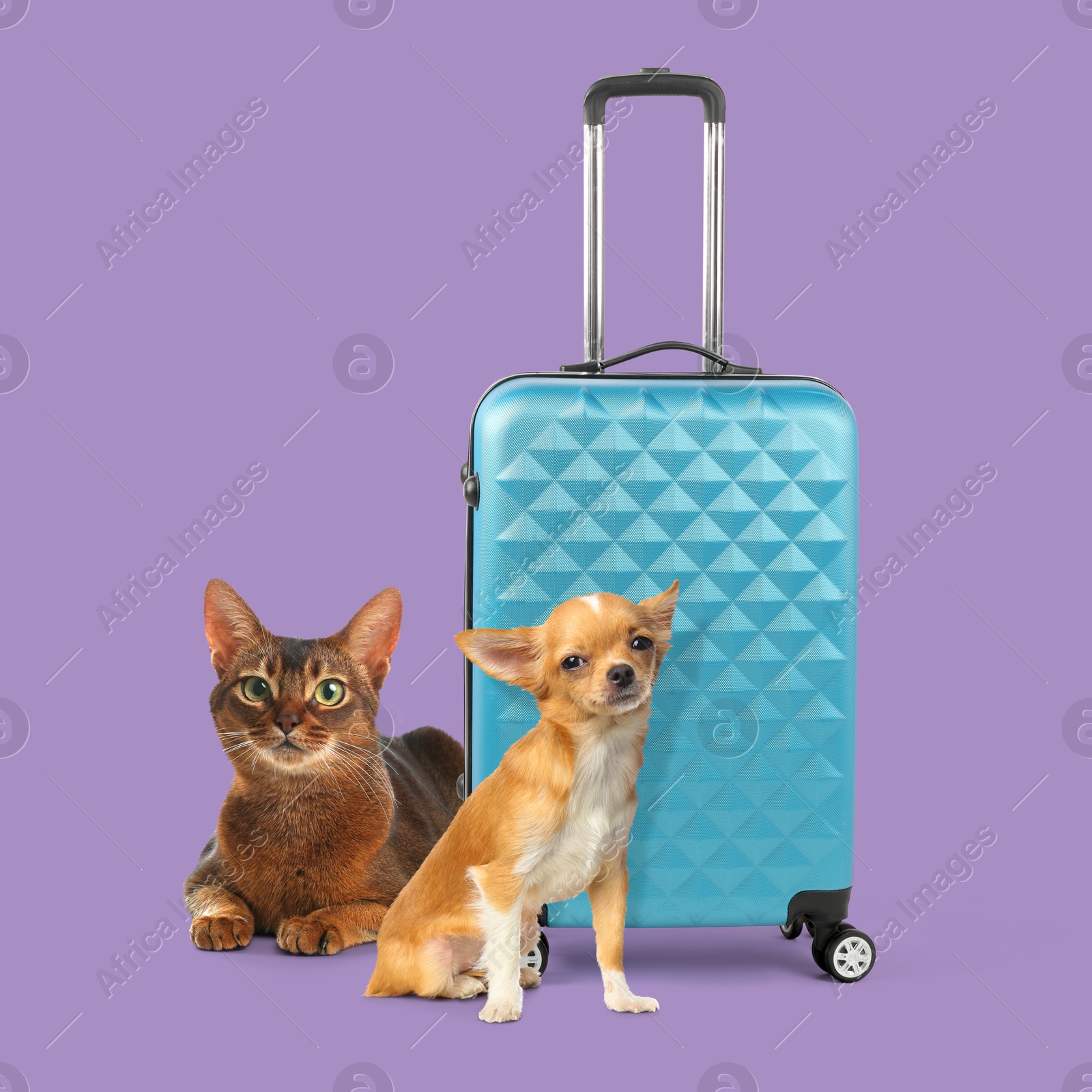 Image of Dog, cat and suitcase on violet background