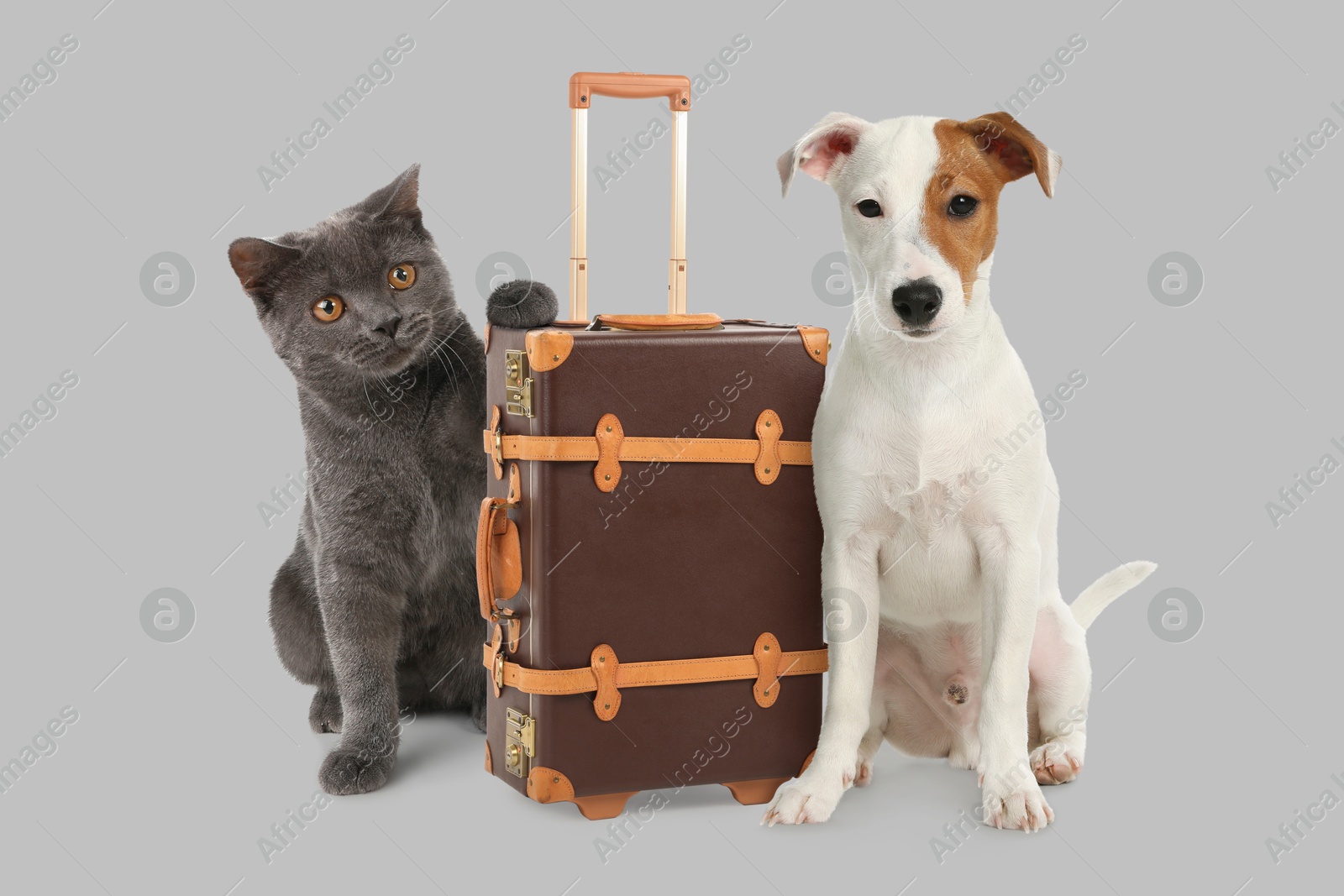 Image of Dog, cat and leather suitcase on light grey background