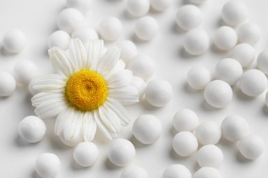 Photo of Homeopathic remedy. Many round pills and chamomile flower on white background, top view