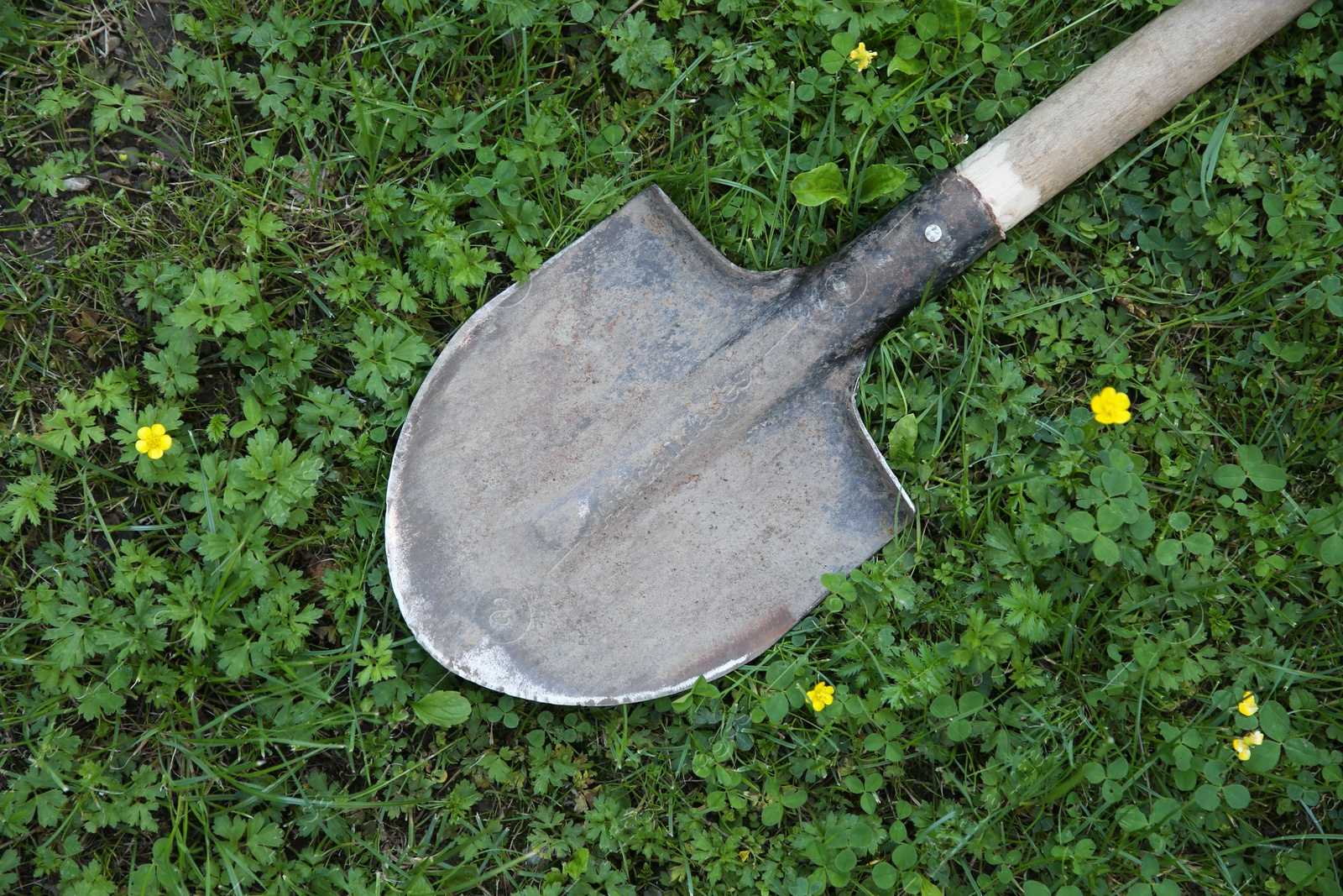 Photo of One rusty shovel on green grass, top view. Gardening season