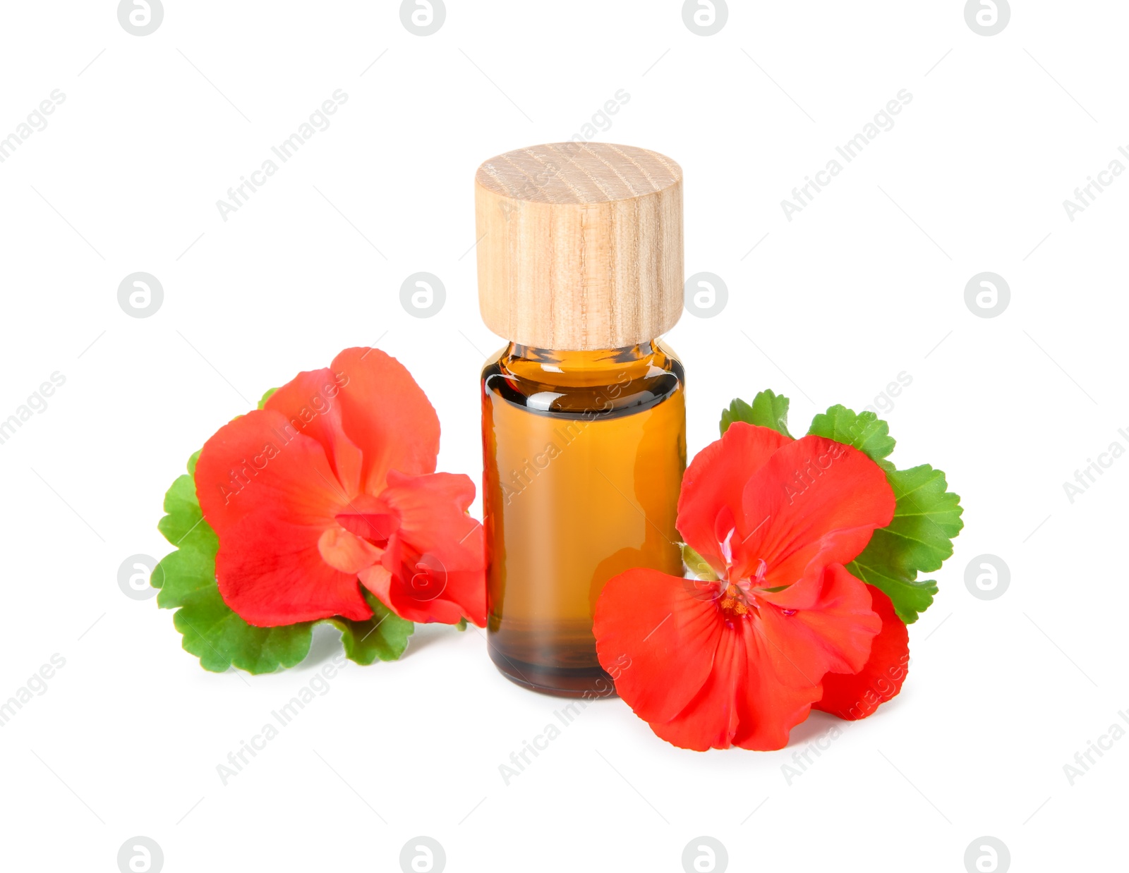 Photo of Bottle of geranium essential oil and beautiful flowers isolated on white