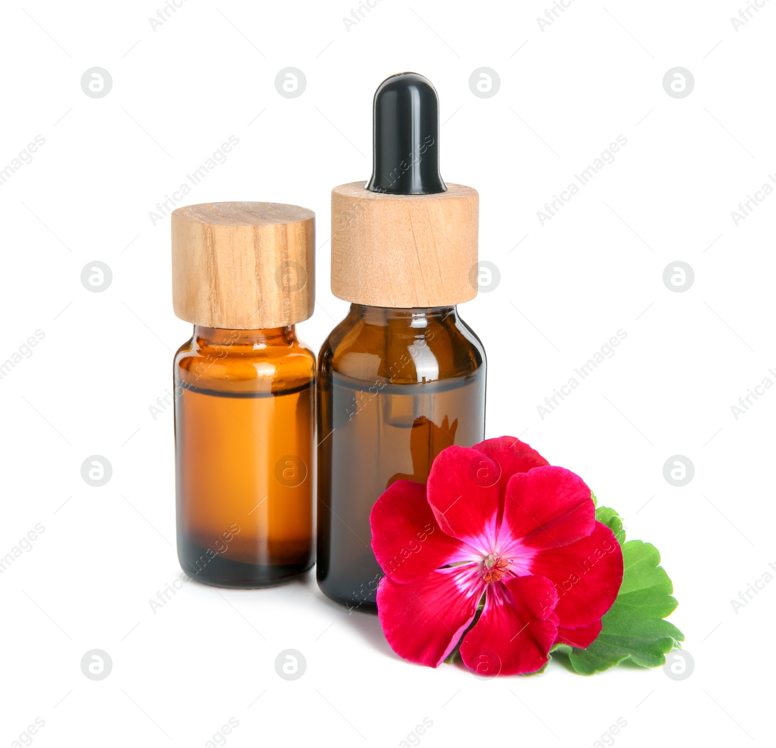 Photo of Bottles of geranium essential oil and beautiful flower isolated on white