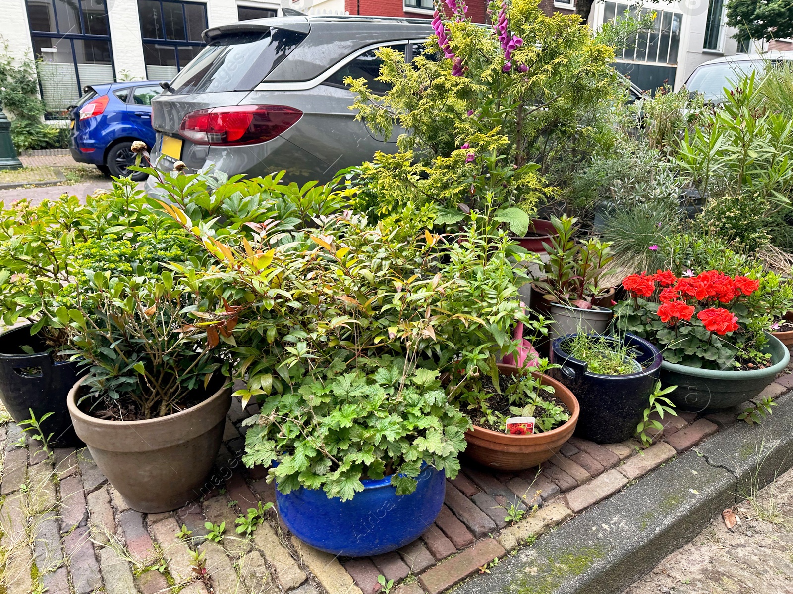 Photo of Beautiful potted plants near road with parked cars