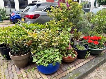 Beautiful potted plants near road with parked cars