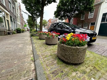 Photo of Beautiful colorful flowers in pots near road with parked cars