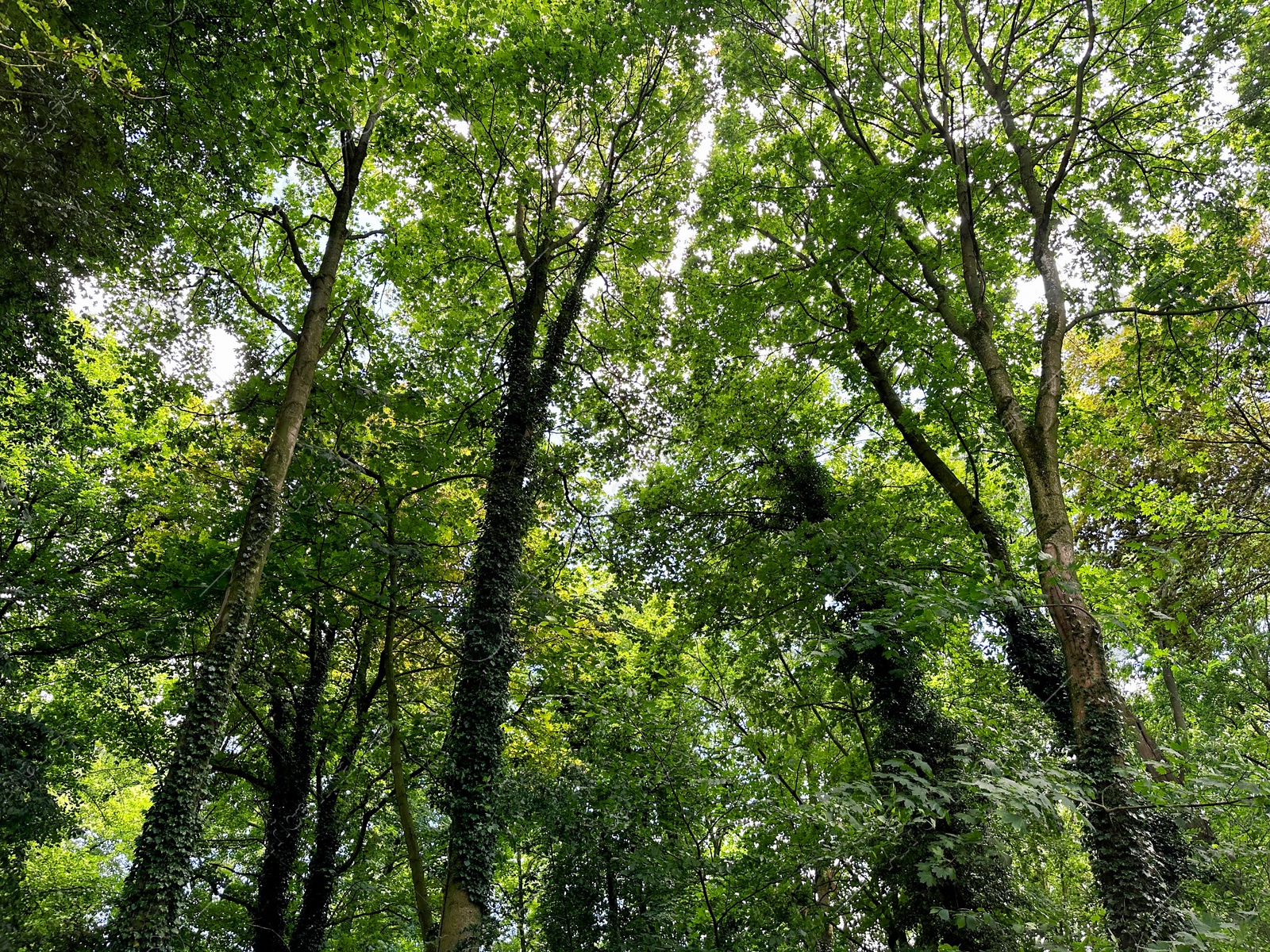 Photo of Beautiful trees with green leaves growing in park, low angle view