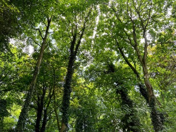 Beautiful trees with green leaves growing in park, low angle view