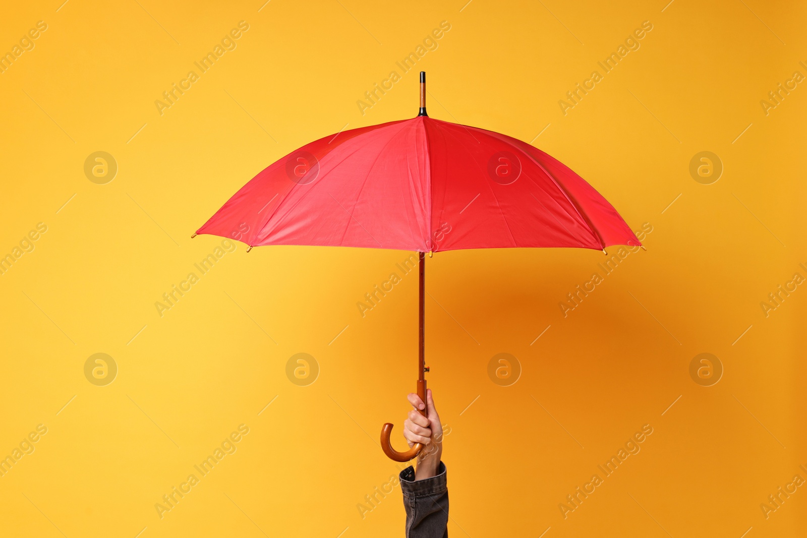 Photo of Man holding red umbrella on yellow background, closeup