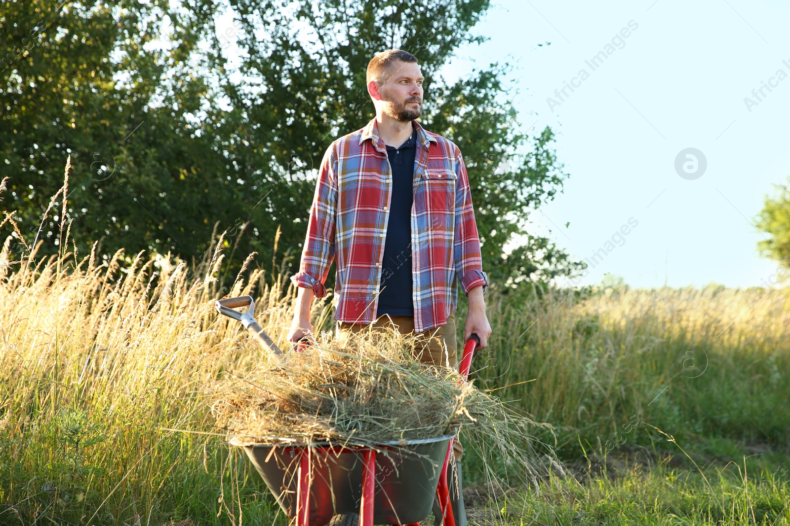 Photo of Farmer with wheelbarrow full of mown grass outdoors