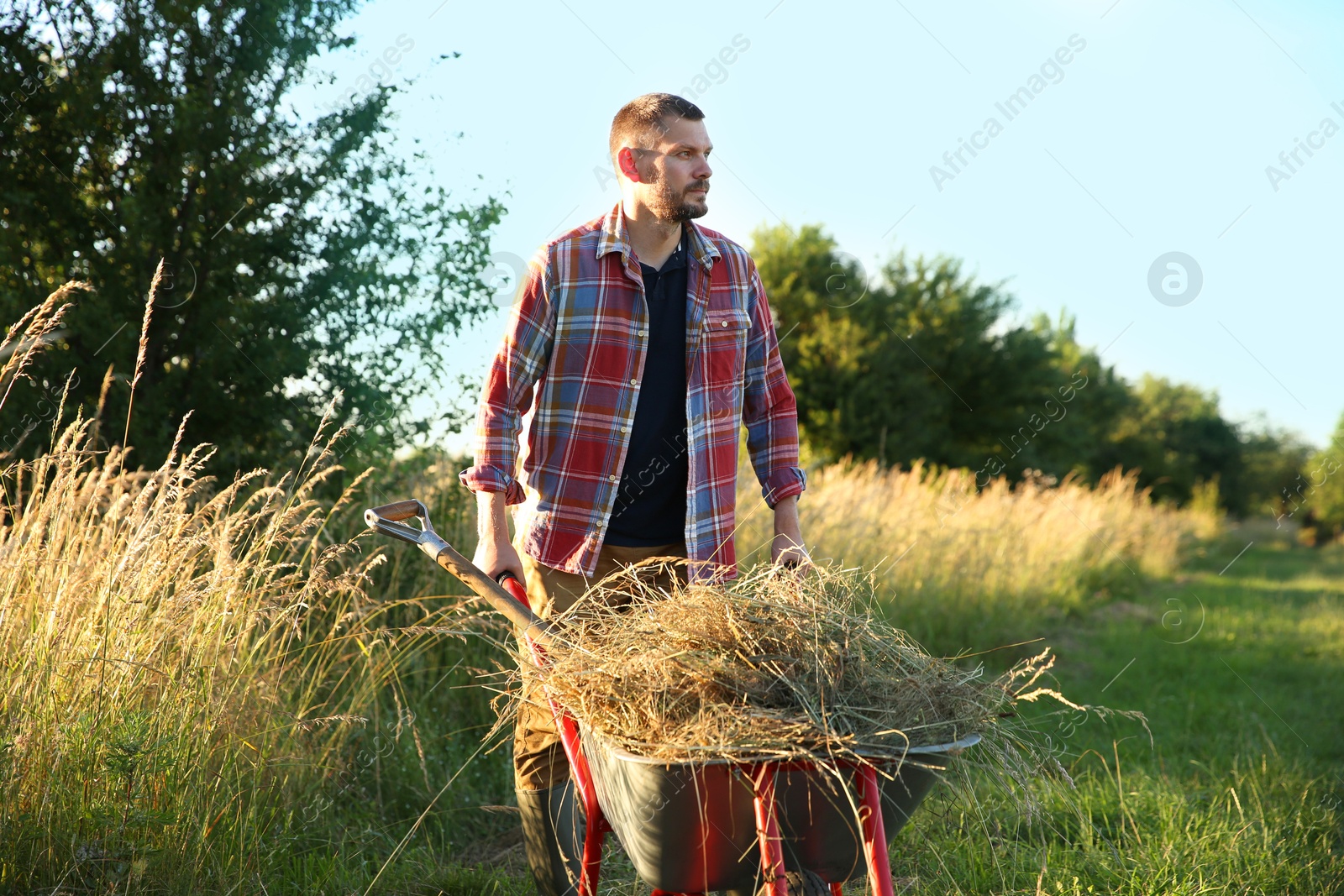 Photo of Farmer with wheelbarrow full of mown grass outdoors