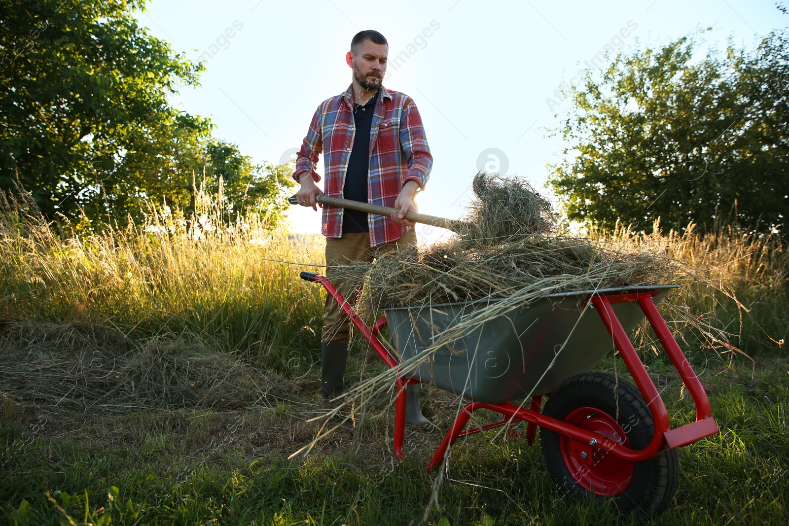 Photo of Farmer working with wheelbarrow full of mown grass outdoors