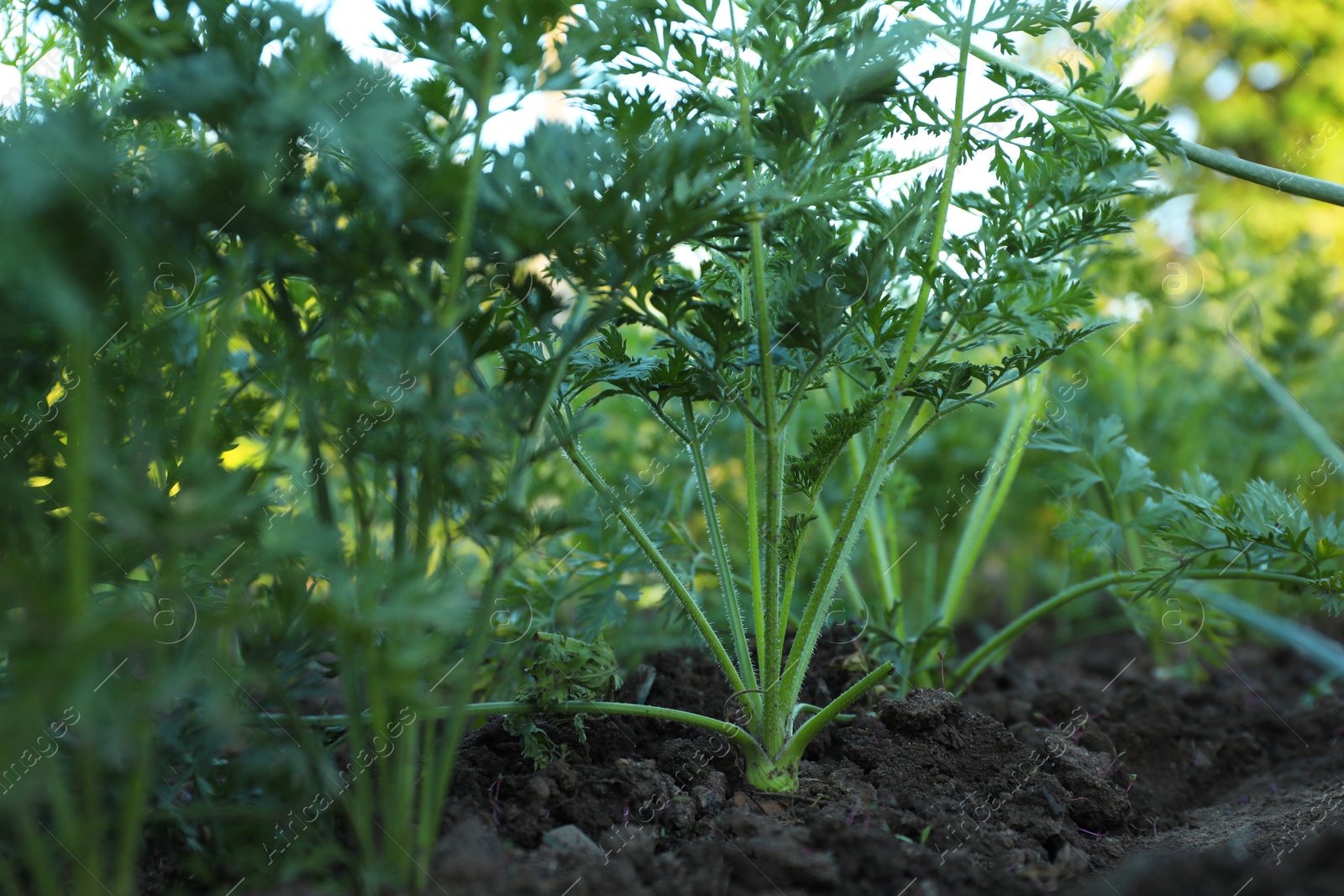 Photo of Carrot plants with green leaves growing in garden, closeup