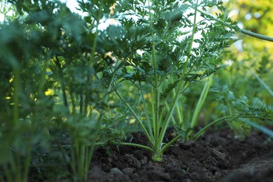 Carrot plants with green leaves growing in garden, closeup