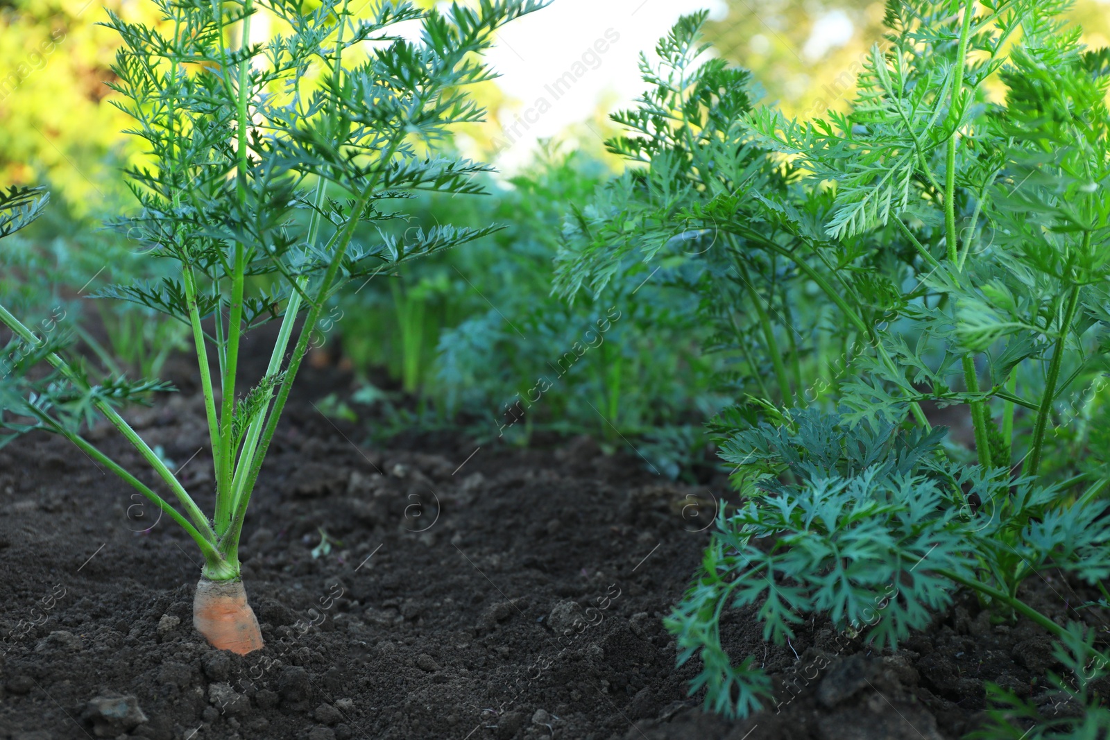 Photo of Carrot plants with green leaves growing in garden, closeup