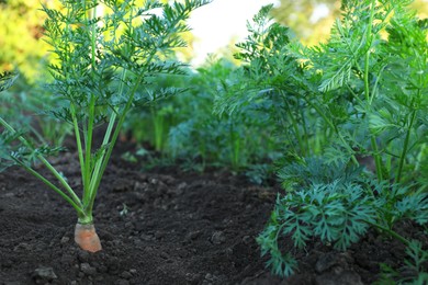 Carrot plants with green leaves growing in garden, closeup