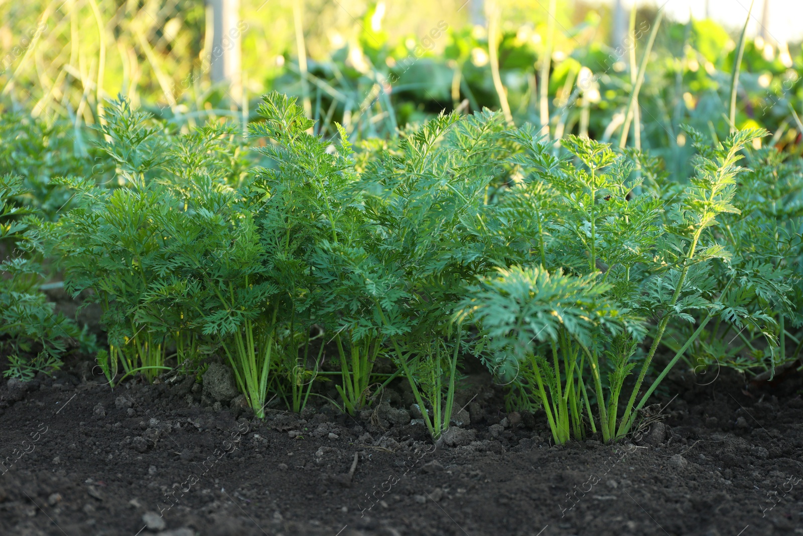 Photo of Carrot plants with green leaves growing in garden