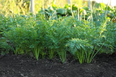 Photo of Carrot plants with green leaves growing in garden