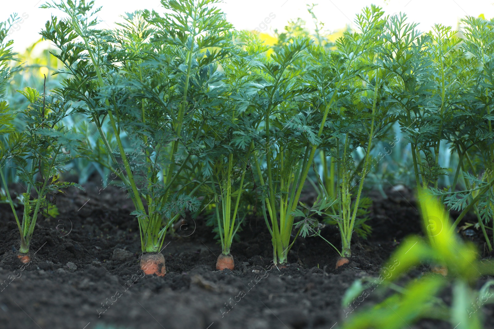 Photo of Carrot plants with green leaves growing in garden