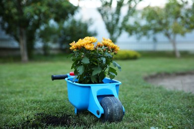 Small wheelbarrow with beauty flowers in backyard