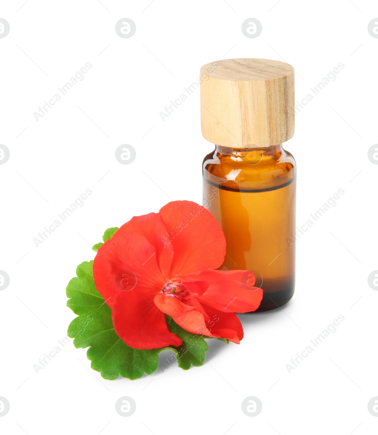 Photo of Bottle of geranium essential oil and beautiful flower isolated on white