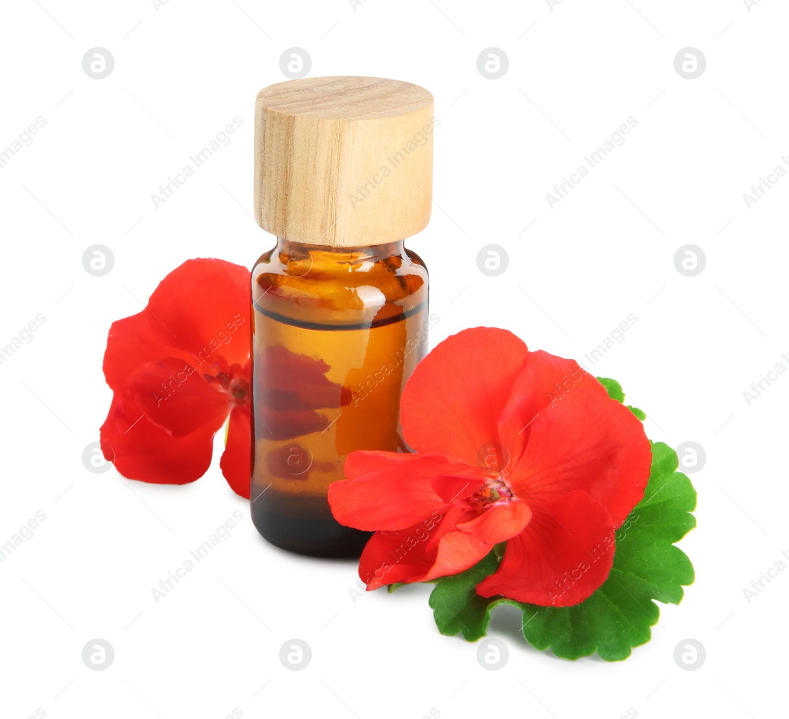 Photo of Bottle of geranium essential oil and beautiful flowers isolated on white