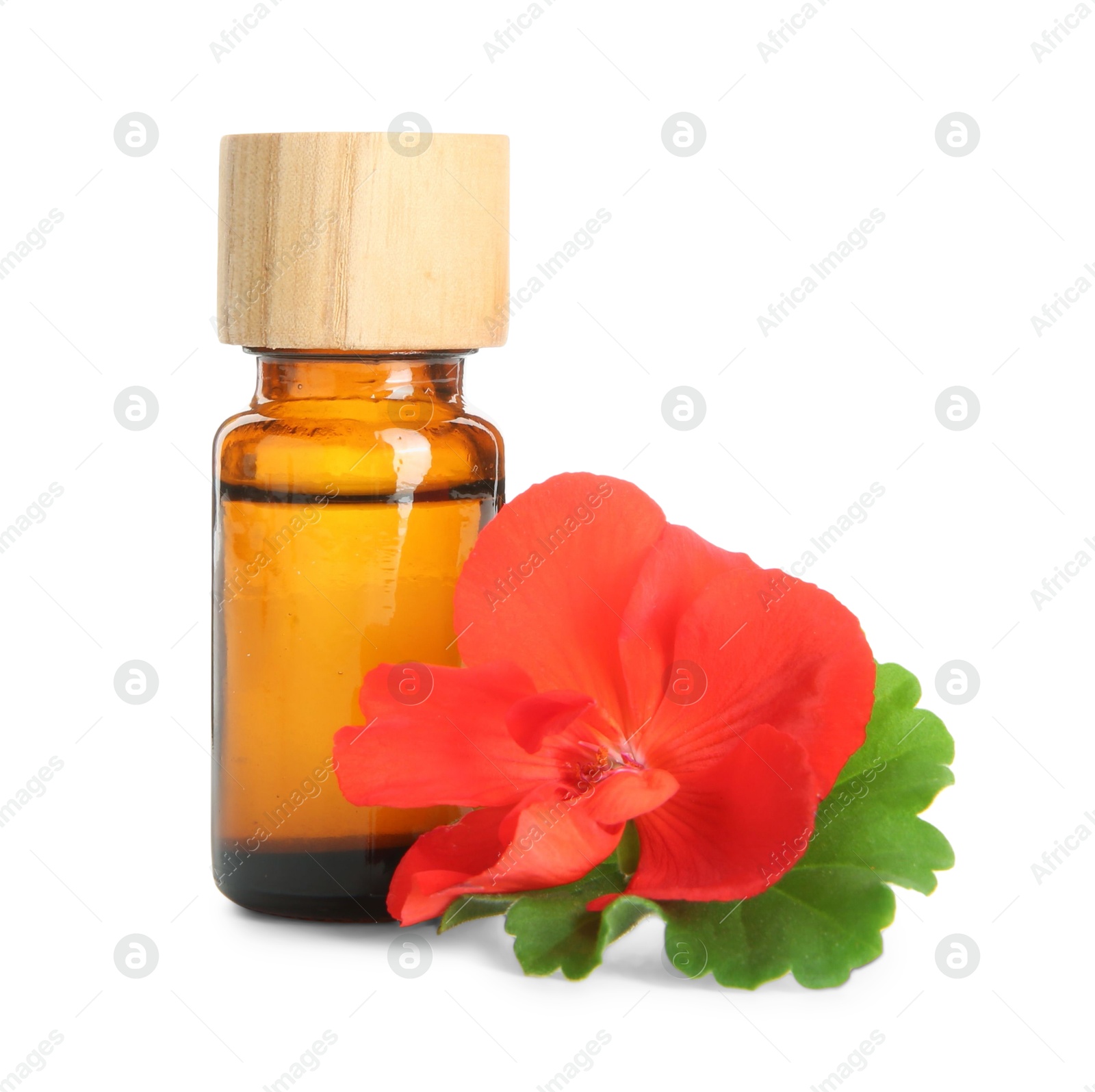 Photo of Bottle of geranium essential oil and beautiful flower isolated on white