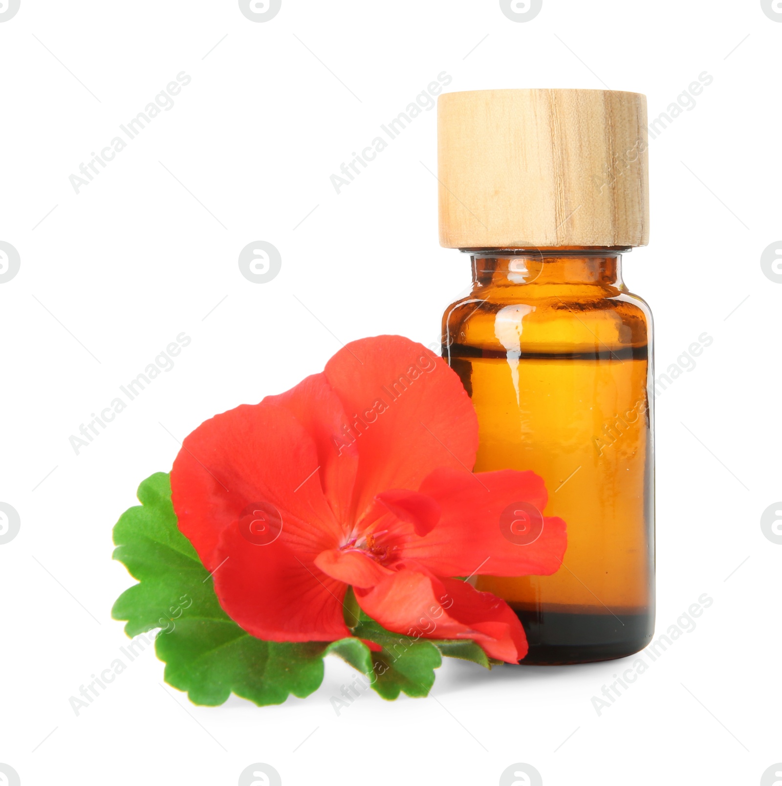 Photo of Bottle of geranium essential oil and beautiful flower isolated on white