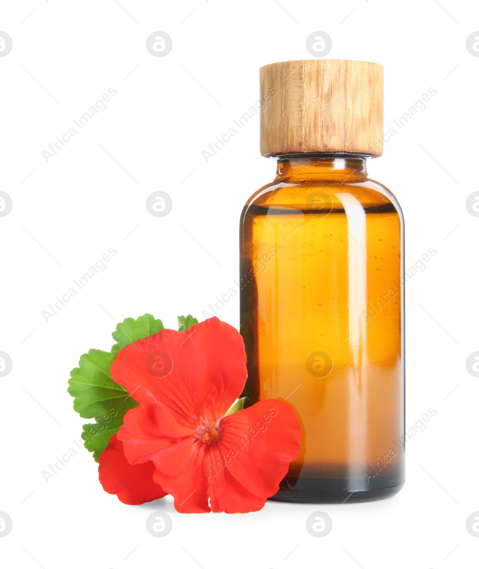 Photo of Bottle of geranium essential oil and beautiful flower isolated on white