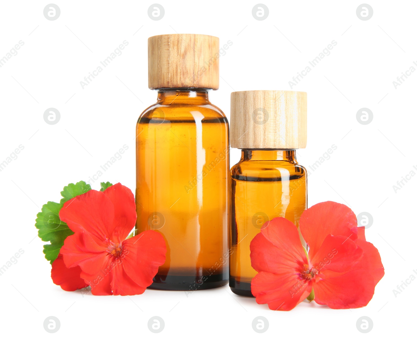 Photo of Bottles of geranium essential oil and beautiful flowers isolated on white