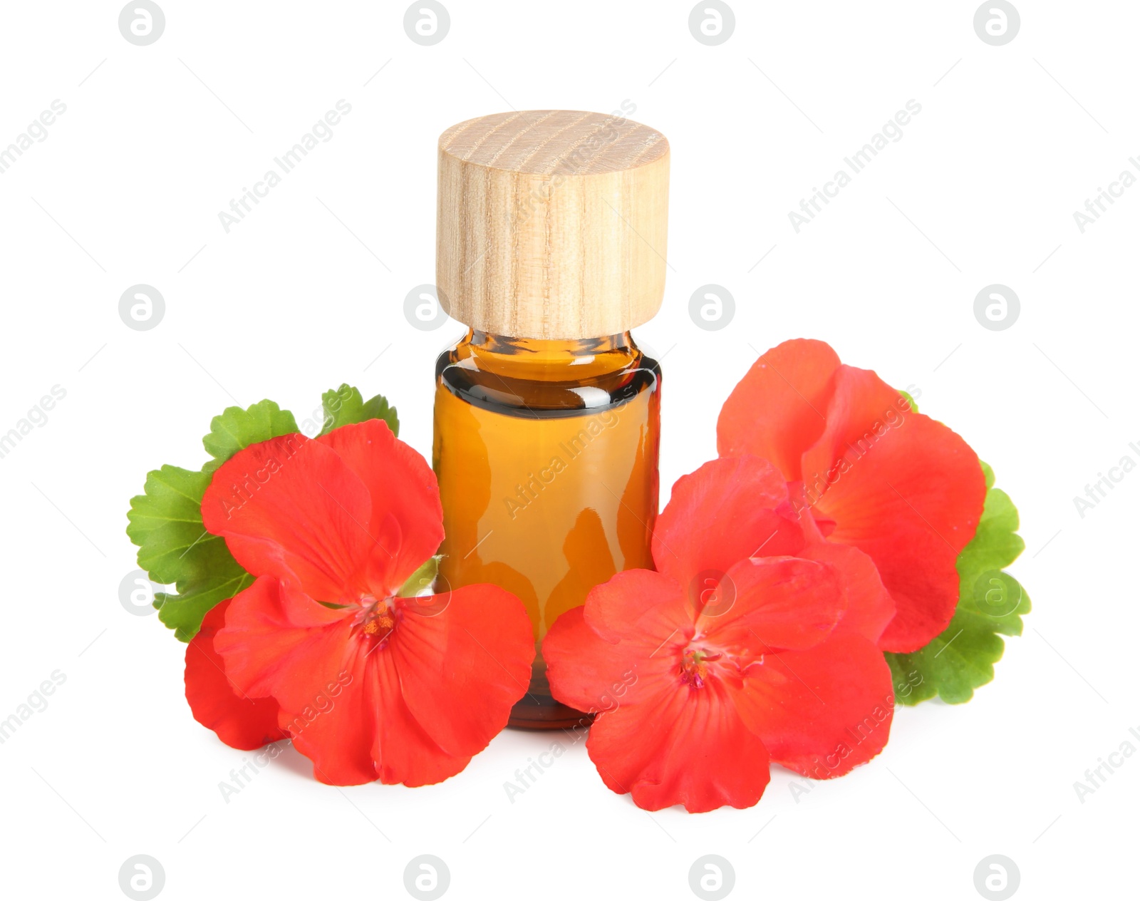 Photo of Bottle of geranium essential oil and beautiful flowers isolated on white