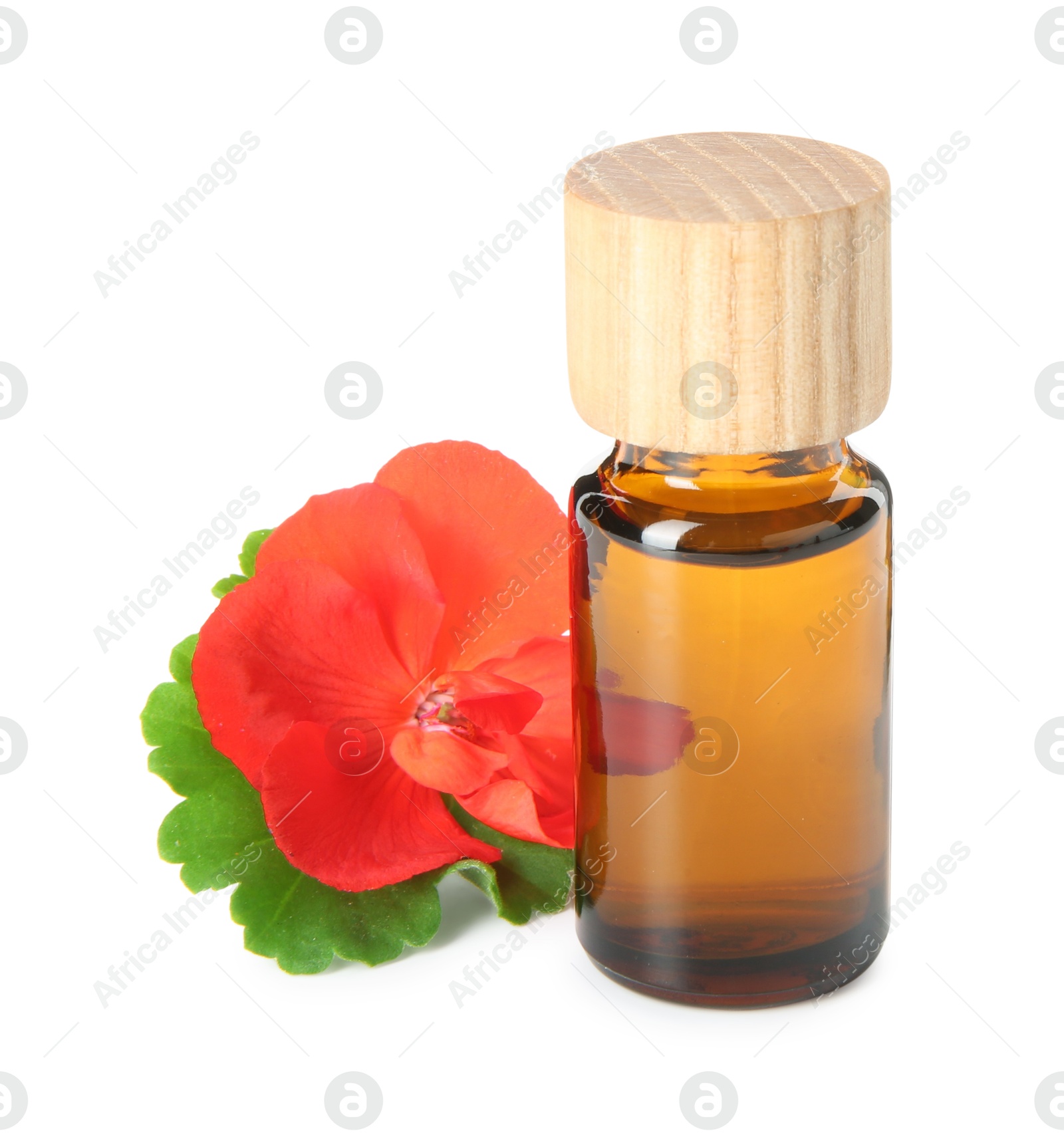 Photo of Bottle of geranium essential oil and beautiful flower isolated on white