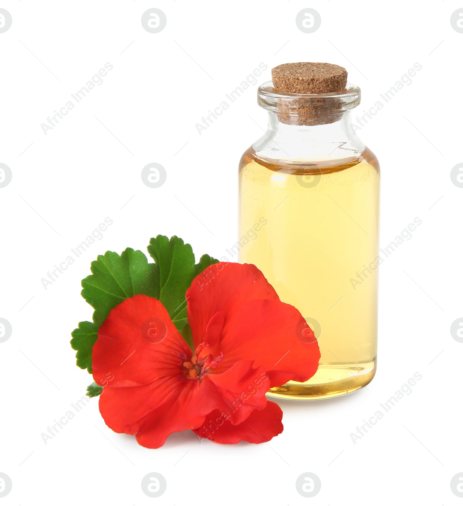 Photo of Bottle of geranium essential oil and beautiful flower isolated on white