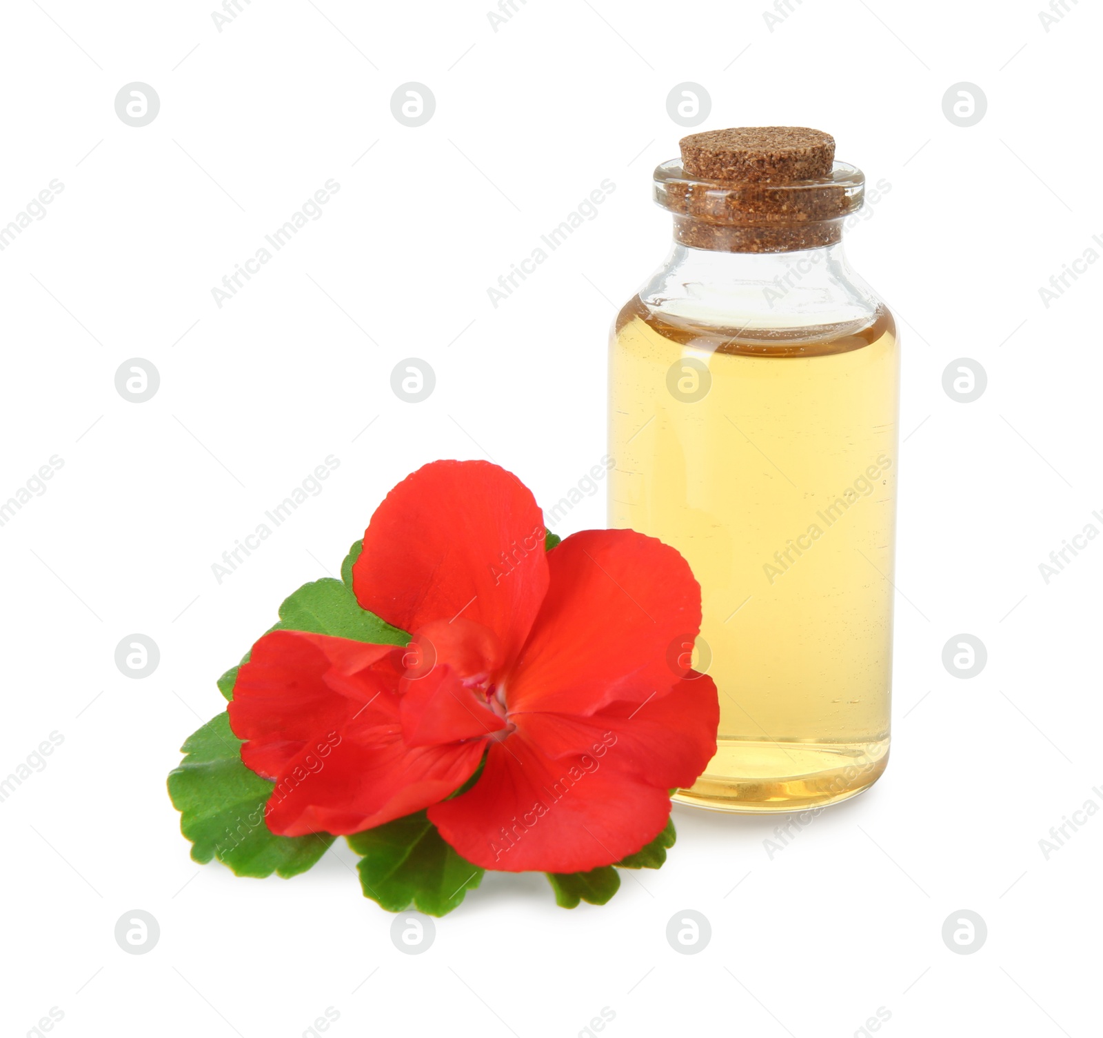 Photo of Bottle of geranium essential oil and beautiful flower isolated on white