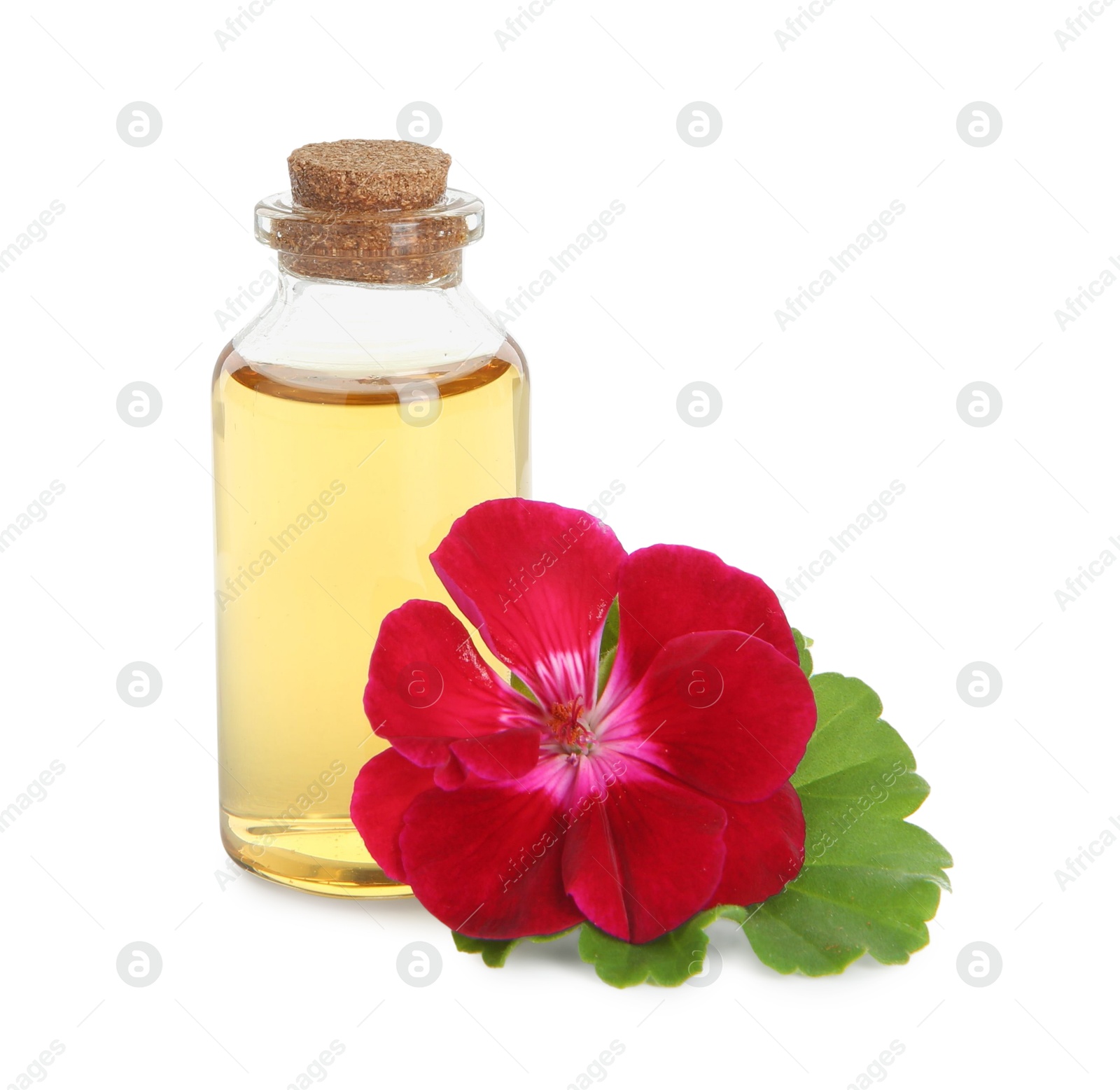 Photo of Bottle of geranium essential oil and beautiful flower isolated on white