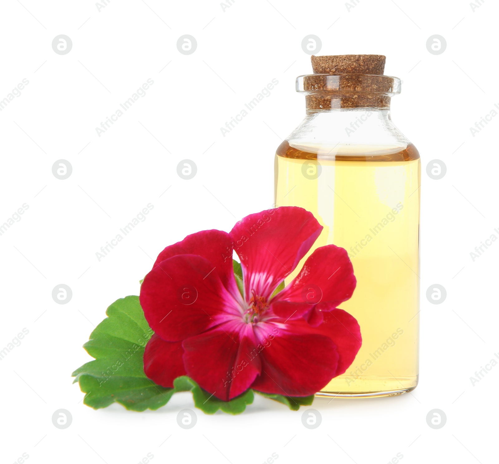 Photo of Bottle of geranium essential oil and beautiful flower isolated on white