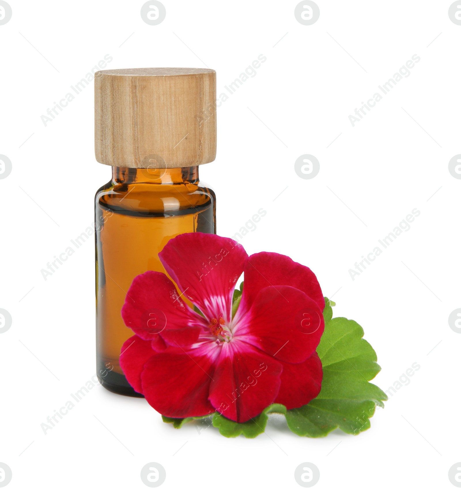 Photo of Bottle of geranium essential oil and beautiful flower isolated on white