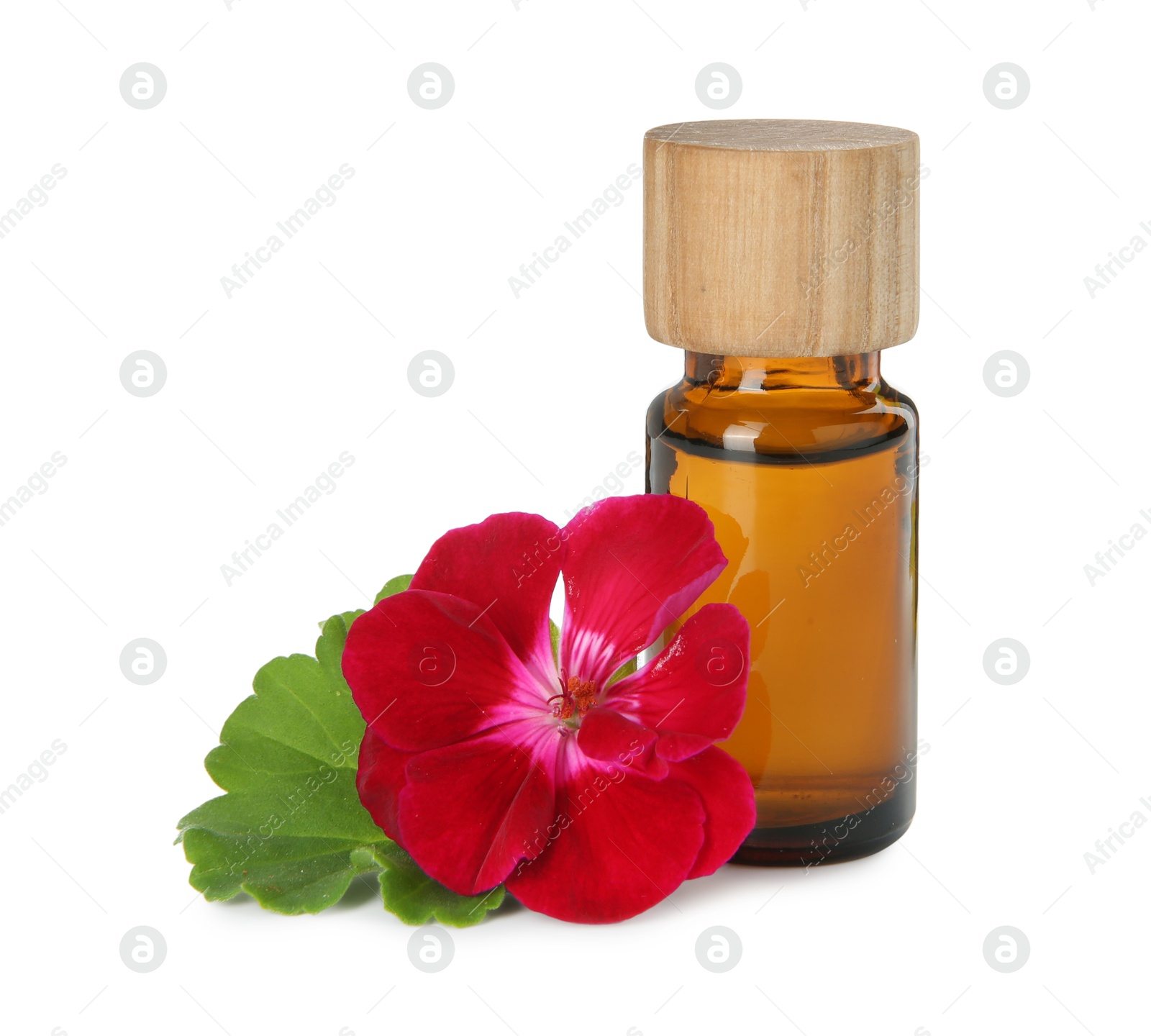 Photo of Bottle of geranium essential oil and beautiful flower isolated on white