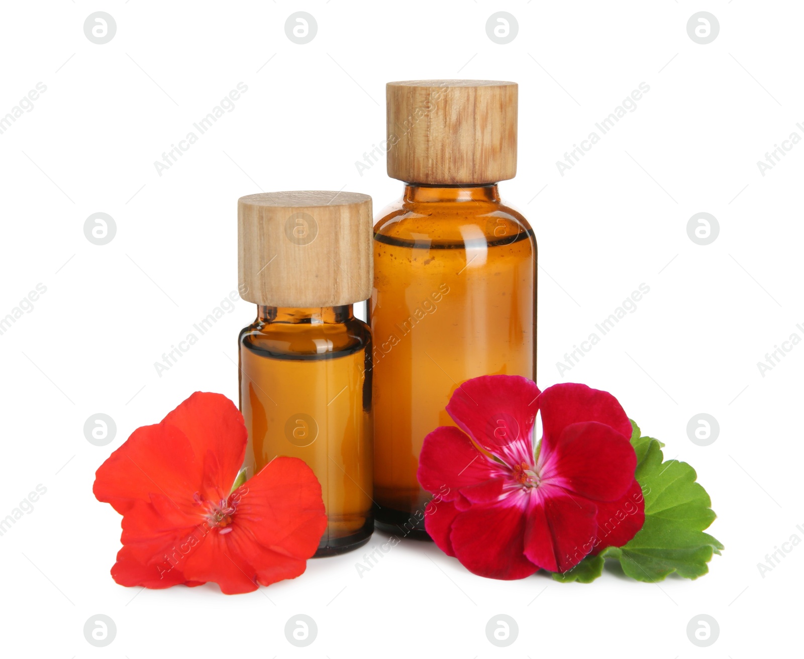 Photo of Bottles of geranium essential oil and beautiful flowers isolated on white