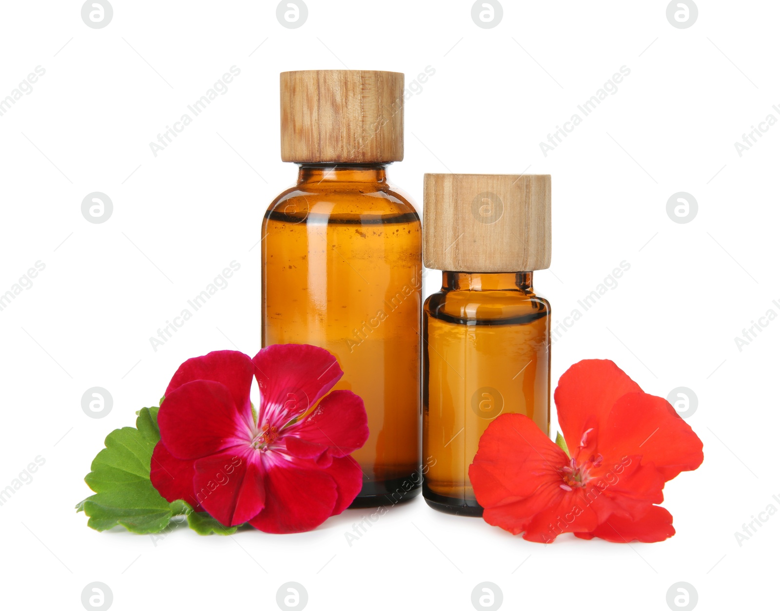 Photo of Bottles of geranium essential oil and beautiful flowers isolated on white