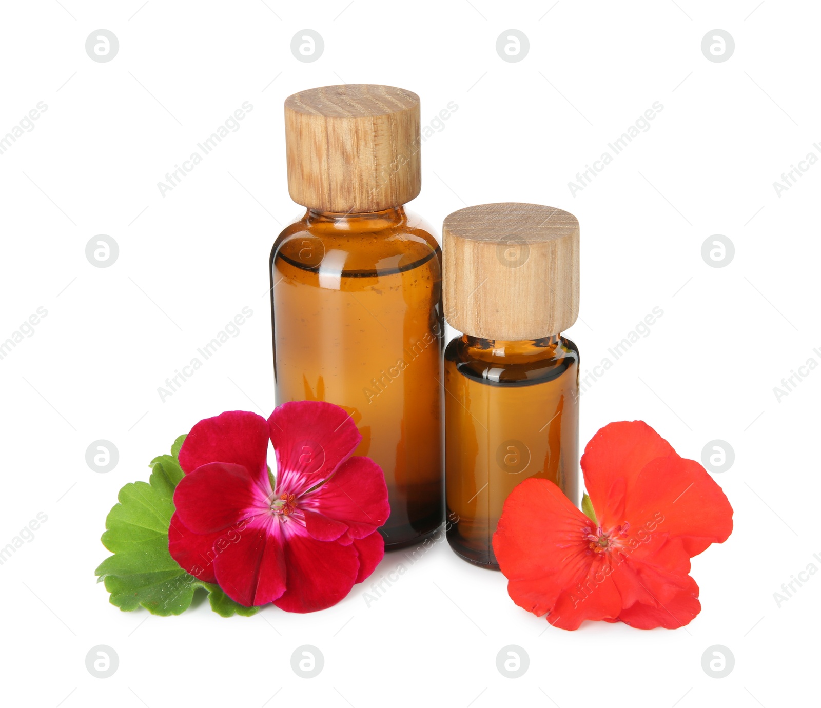 Photo of Bottles of geranium essential oil and beautiful flowers isolated on white