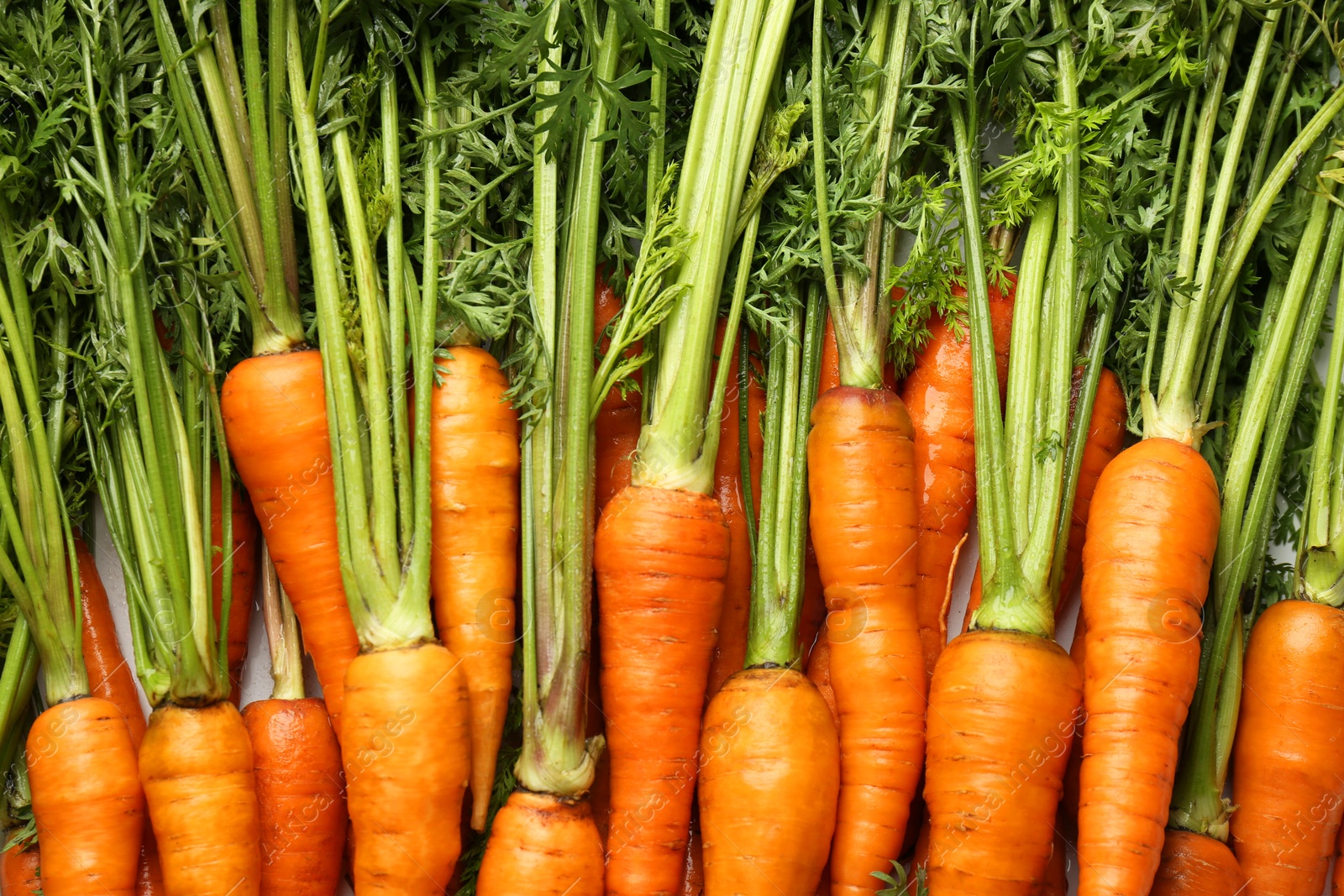 Photo of Tasty ripe juicy carrots as background, top view