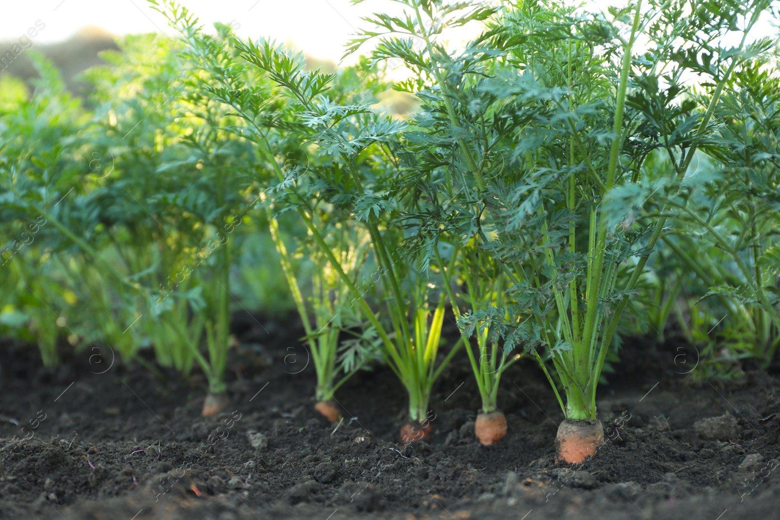 Photo of Carrot plants with green leaves growing in garden, closeup