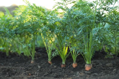 Photo of Carrot plants with green leaves growing in garden, closeup