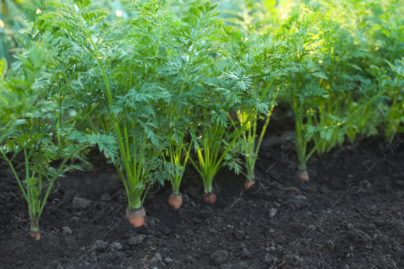 Photo of Carrot plants with green leaves growing in garden