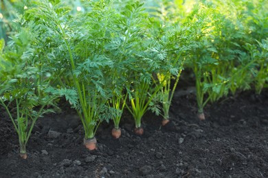 Carrot plants with green leaves growing in garden