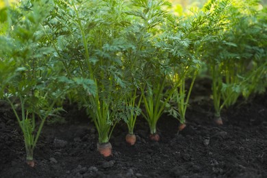 Photo of Carrot plants with green leaves growing in garden, closeup