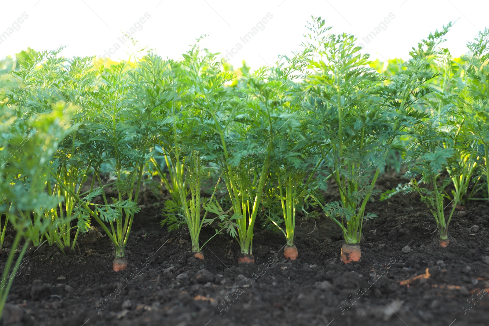 Photo of Carrot plants with green leaves growing in garden