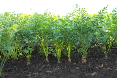 Photo of Carrot plants with green leaves growing in garden