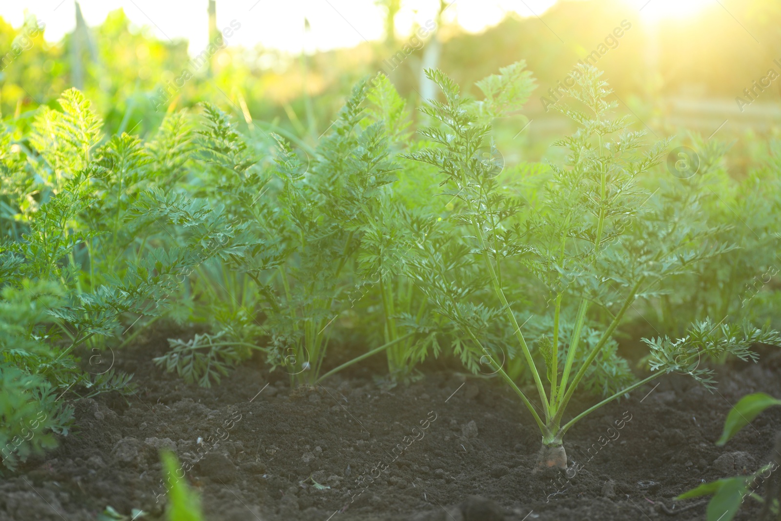 Photo of Carrot plants with green leaves growing in garden